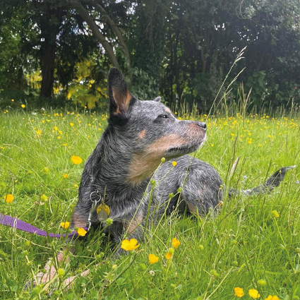 A photograph of an Australian cattle dog on the grounds at Park House vets in Stafford